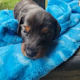 Boy 1 - Dapple Dachshund puppy in Tifton, Georgia from Conger's Lil Smokies
