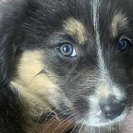 Lilac - Black tri-color Australian Shepherd puppy in Nezperce, Idaho from Willow Creek Farm