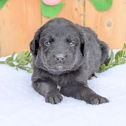 Pink collar - Black and white female Aussiedoodle puppy in Coulee City, Washington from Mr and Mrs Doodle Farm