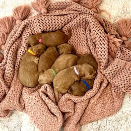 Goldendoodle puppies from Doodles and Cavaliers