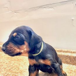 Girl 6 - female Doberman Pinscher puppy in Columbia, Maryland from Storm Cloud Doberman