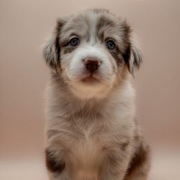 Australian Shepherd Puppies from 2 Happy Aussies