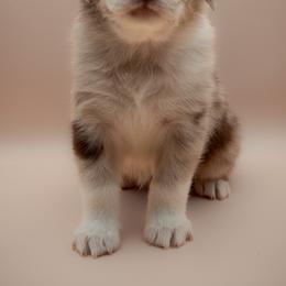 Australian Shepherd Puppies from 2 Happy Aussies