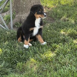 Australian Shepherd Puppies from CV Aussies
