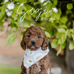 Sage - Red  female Goldendoodle puppy in Patterson, California from Dooling Doodles