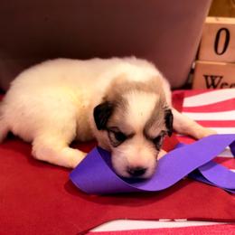 Miss Purple - White and badger female Great Pyrenees puppy in Idaho from Portneuf Range Pyrenees