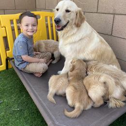 Golden Retriever Puppies from Martinez Desert Goldens