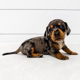 Buster - Dapple male Dachshund puppy in Callahan, Florida from Little Foot Kennels