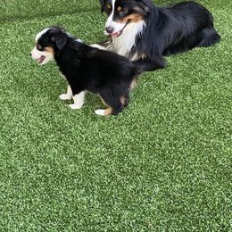Miniature American Shepherd Puppies from Harbor View Mini American Shepherds