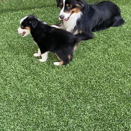 Miniature American Shepherd Puppies from Harbor View Mini American Shepherds