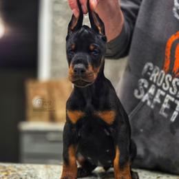 Kenzi - Black and rust female Doberman Pinscher puppy in China Township, Michigan from Snell's Superior Kennel Dobermann & GSP