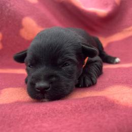 Orange boy - Black male Miniature Schnauzer puppy in Hickory Grove, South Carolina from Oopsie Doodles