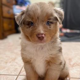 Cider - Red merle male Miniature Australian Shepherd puppy in Apache Junction, Arizona from Circle T Mini Aussies