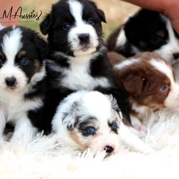 Aussiedoodle and Australian Shepherd Puppies from Double M Aussies