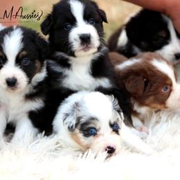 Aussiedoodle and Australian Shepherd Puppies from Double M Aussies