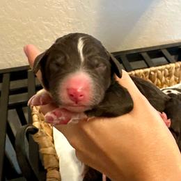 Dark green collar - Brown and white male Bernedoodle puppy in Marlow, Oklahoma from Crider’s Critters