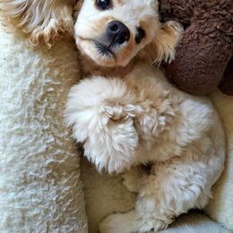Cocker Spaniel Puppies from Hallmark Cocker Spaniels