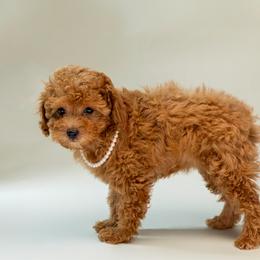 Sugar - Red  female Poodle puppy in Weston, Florida from Miami Toy Poodles