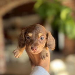 Roux - Chocolate and cream female Dachshund puppy in Baton Rouge, Louisiana from Bayou d’Elara Dachshunds