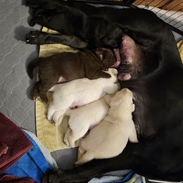 Labrador Retriever Puppies from Walnut Creek English Labs