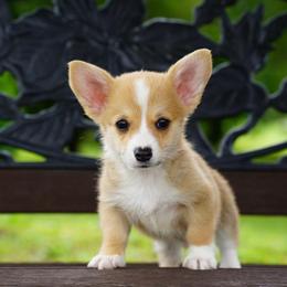 Jesse - Red male Pembroke Welsh Corgi puppy in Berea, Kentucky from SunShine Corgis