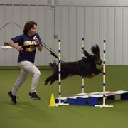 Gordon Setter All Grown Up from Dreamcatcher Kennel