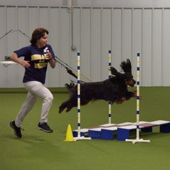 Gordon Setter All Grown Up from Dreamcatcher Kennel