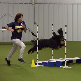 Gordon Setter All Grown Up from Dreamcatcher Kennel