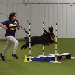 Gordon Setter All Grown Up from Dreamcatcher Kennel