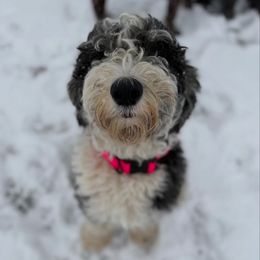 Roxie - Sheepadoodle