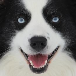 Australian Shepherds from Spencersmountain Aussies