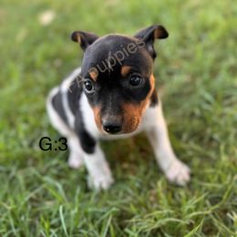 Daisy - Black tan and white female Rat Terrier puppy in Idalou, Texas from FA Puppies