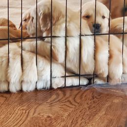 Golden Retriever Puppies from Magnolia Hill Golden Retrievers