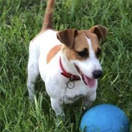 Smarty - Russell Terrier