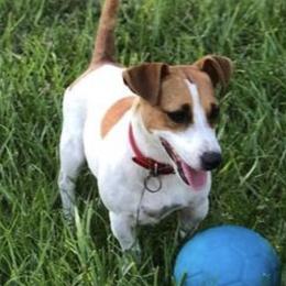 Smarty - Russell Terrier