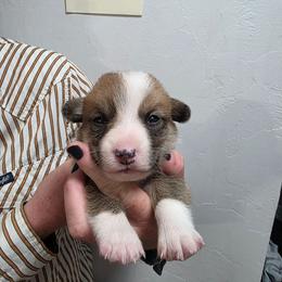 Teddy - Sable male Pembroke Welsh Corgi puppy in Tucson, Arizona from D-S Ranch Corgis