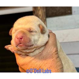 Sunny - Yellow male Labrador Retriever puppy in Sullivan, Missouri from O’Dell Labs