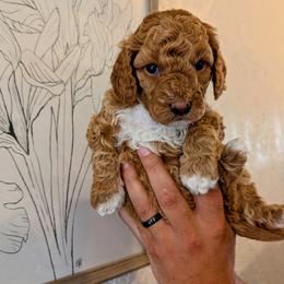 Cavapoo Puppies from Cavapoo Cuddles