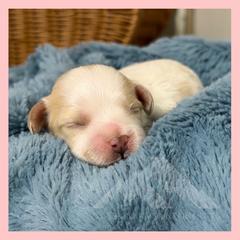 Boy 1 - Blenheim male Cavachon puppy in Smoot, Wyoming from Designer Mountain Mutts