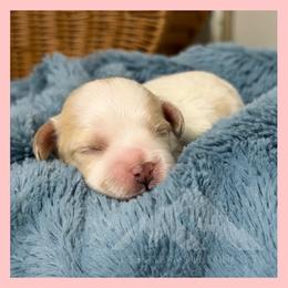 Boy 1 - Blenheim male Cavachon puppy in Smoot, Wyoming from Designer Mountain Mutts