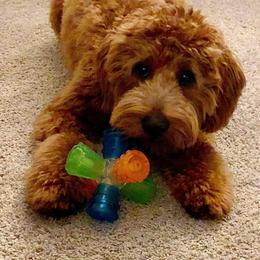 Goldendoodle puppies from MyKy Puppies