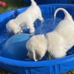 Boy 4 - Golden Retriever puppy in Brewster, Washington from AB & Co. Goldens