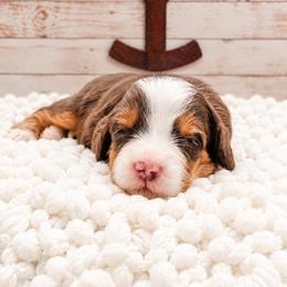 Tate - Chocolate merle male Bernedoodle puppy in Hudson, Indiana from TurkeyCreek-K9