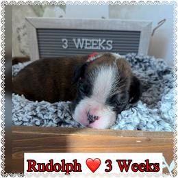Rudolph - Brindle male Boxer puppy in Greenwell Springs, Louisiana from Bayou Boxer Haus - Baton Rouge Boxers