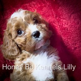 Lilly - Red female Cavapoo puppy in Maple Grove, Minnesota from Honey Bit Kennels