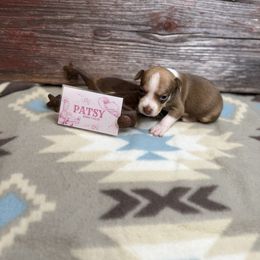 Patsy Cline - Red white and sable female Rat Terrier puppy in Cushing, Oklahoma from Northwoods Rat Terriers
