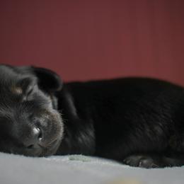 Plum - Black and cream male Dachshund puppy in Venice, Florida from Crowline Kennels