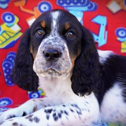 Boy 5 - Black white and tan male English Springer Spaniel puppy in Great Falls, Montana from Big Sky Springers