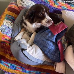 Angel - Miniature Australian Shepherd