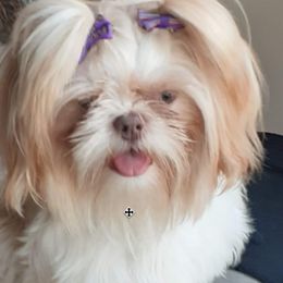 Lilly - Shih Tzu